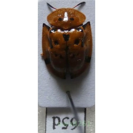 Cassidae sp. Philippines65d